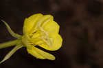 Common evening-primrose